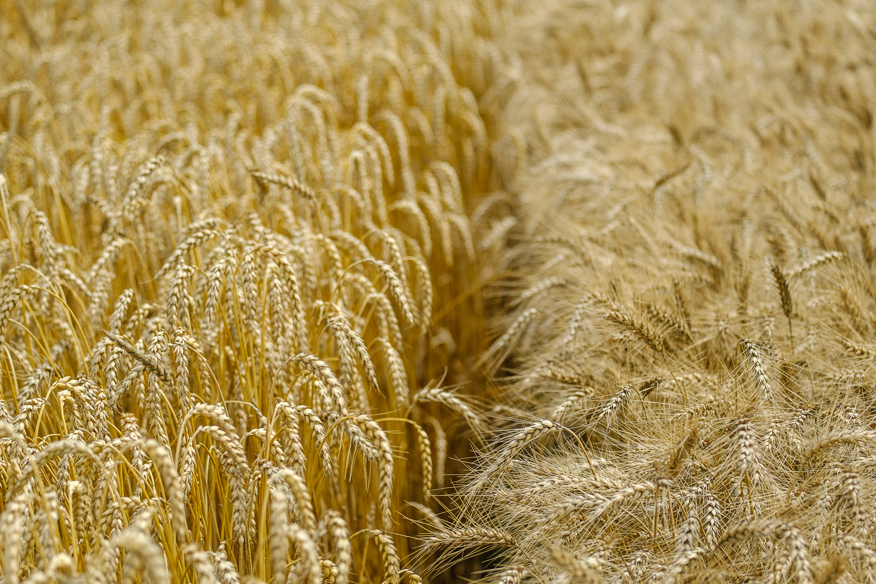 Wheat