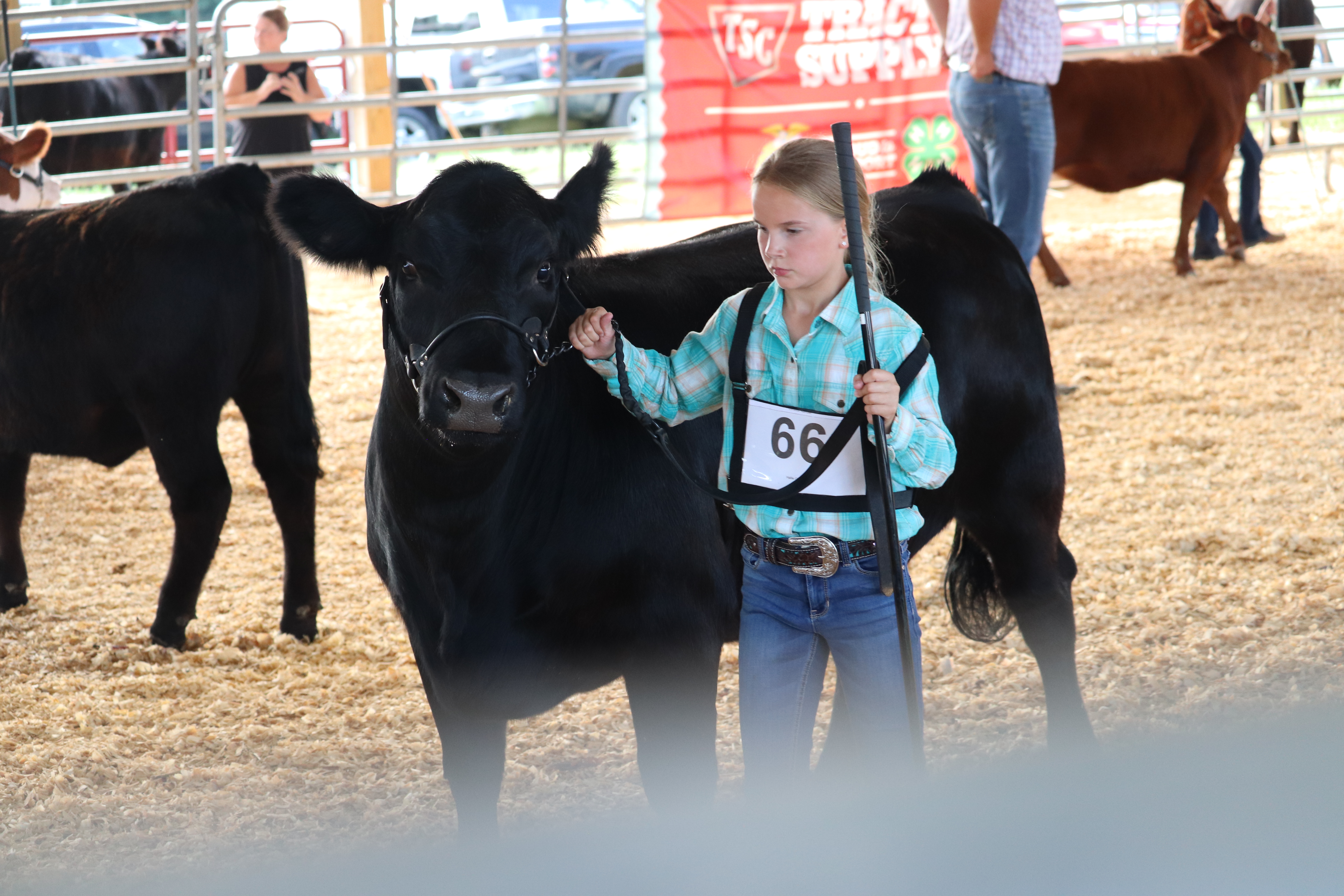 4-H member showing cattle