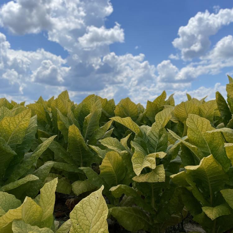  Burley Tobacco